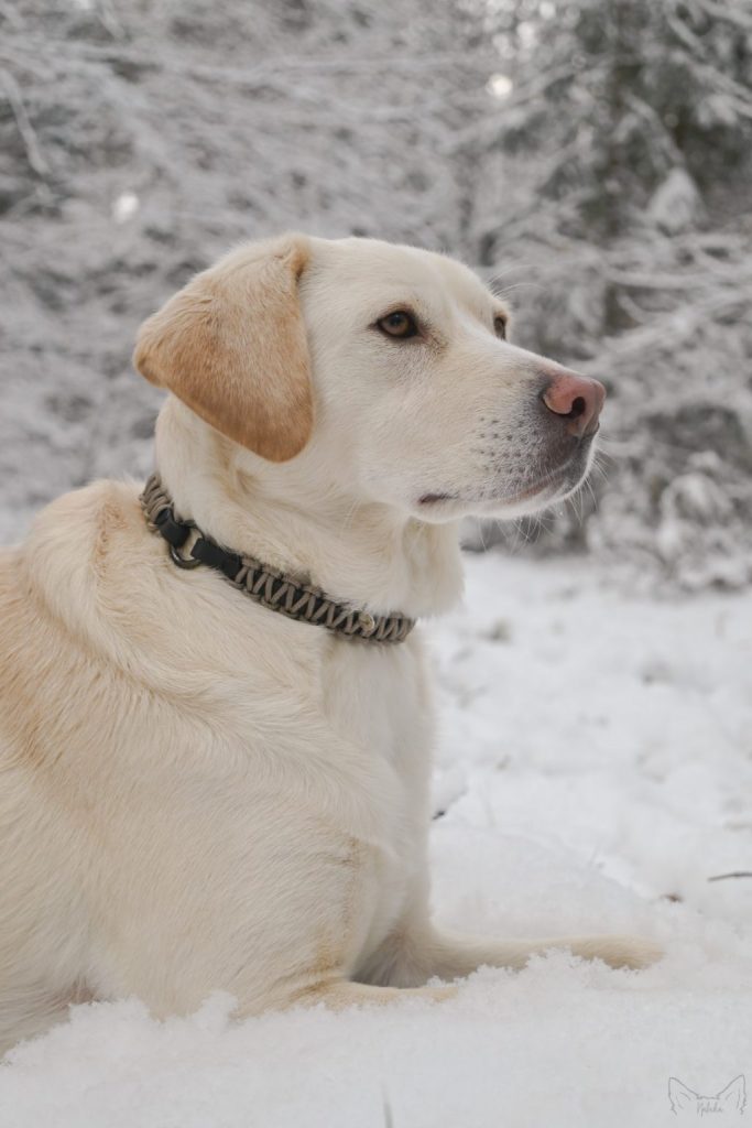 Halsband für Hundemarken