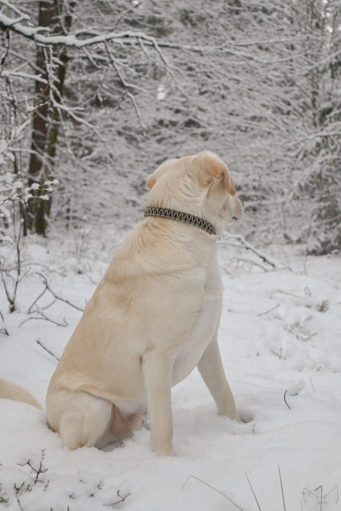 Halsband für Hundemarken