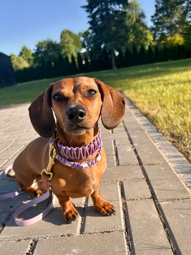 Nala
